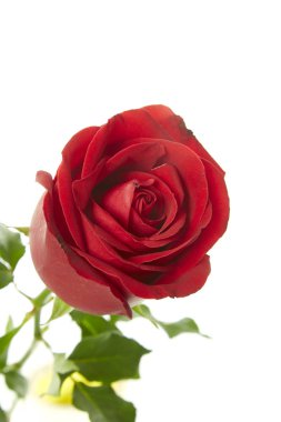 Güzel kırmızı gül çiçeği