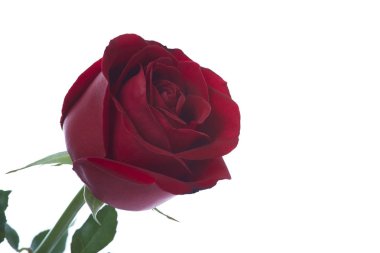 Güzel kırmızı gül çiçeği