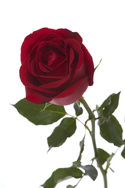 Long Stem Red Rose Royalty Free Stock Images