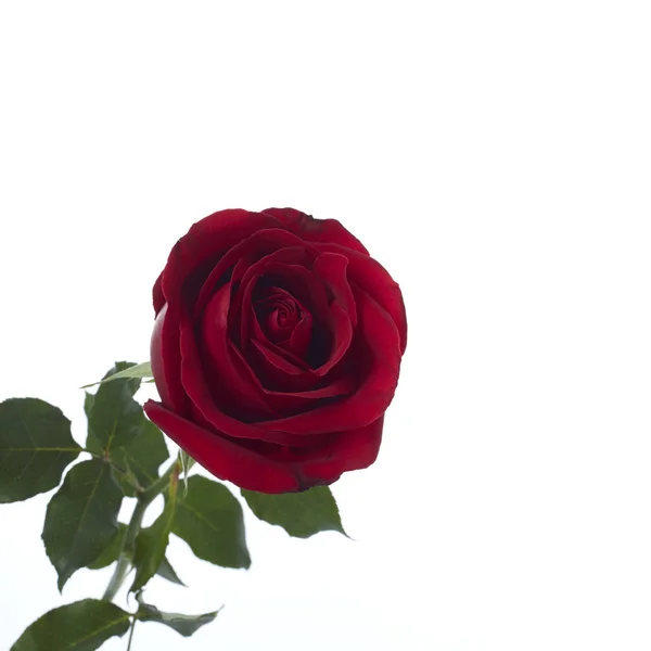 Long Stem Red Rose — Fotografie, imagine de stoc