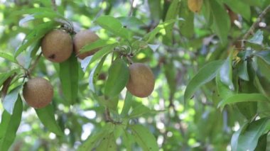 Bir organik bahçe içinde sapodilla meyve