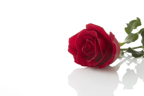 Uma rosa vermelha floresce por presente — Fotografia de Stock