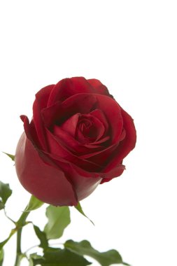 Uzun kırmızı gül kök