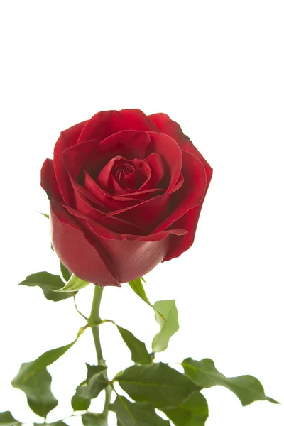 Red rose flower Stock Image