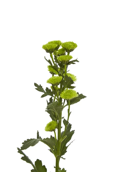 Flower grön krysantemum — Stockfoto