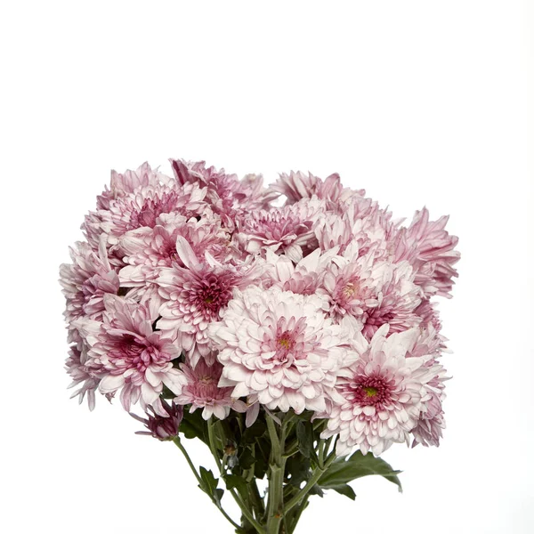 Розовые хризантемы крупным планом — стоковое фото
