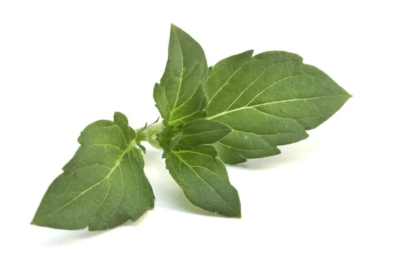 Mint tombak segar herbal — Stok Foto