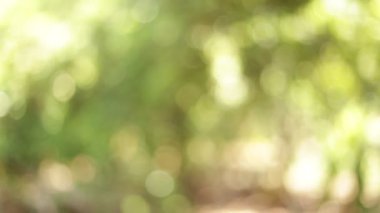 Odaklanmamış doğa arkaplanı