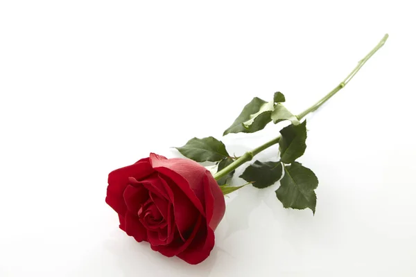 Красная роза, цветущая от подарка — стоковое фото
