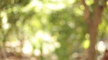 Doğadan yeşil bokeh