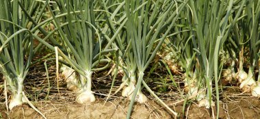 soğan plantasyon içinde sebze bahçesi