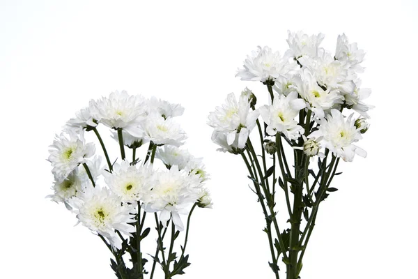 Crisantemos blancos de cerca — Foto de Stock