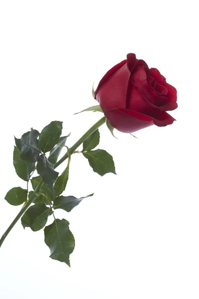 Dlouhý představec červené růže — Stock fotografie