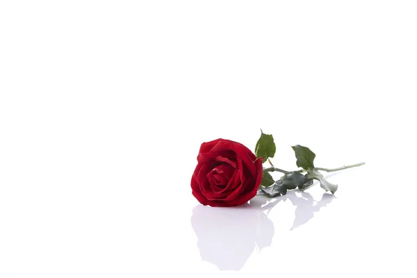 Una rosa roja florece — Foto de Stock