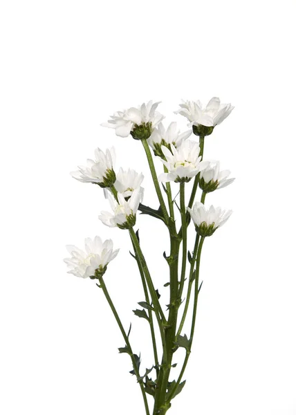 Bouquet white chrysanthemums — Stock Photo, Image