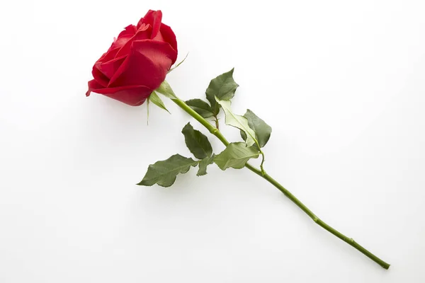Длинная стебельная красная роза — стоковое фото