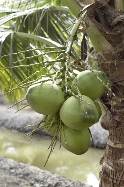 Árbol de coco dulce — Foto de Stock