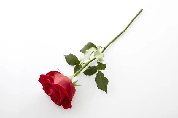 Rosa roja de tallo largo — Foto de Stock