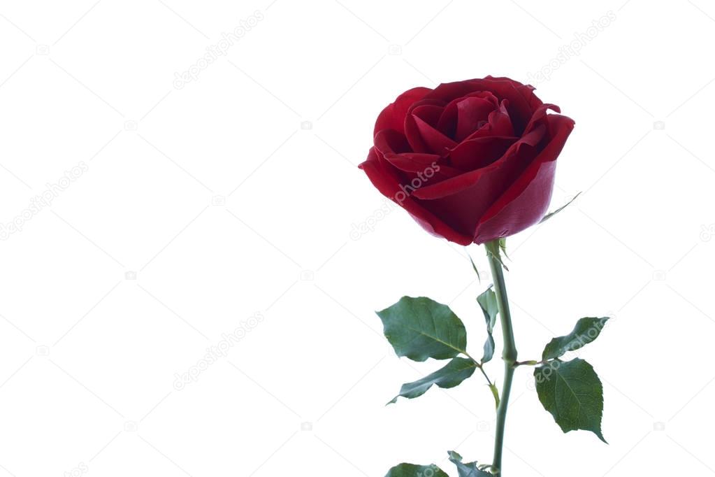 Single beautiful red rose