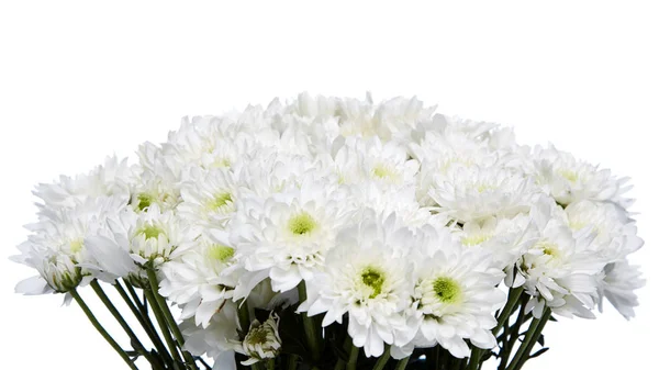Beautiful white chrysanthemum — Stock Photo, Image