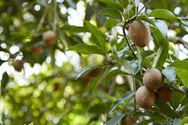 Ağaç üzerinde sapodilla