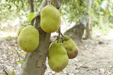 Nefesi ağaç ve nefesi Asya'e ve büyük ölçüde yetişkin ve Tayland takdir