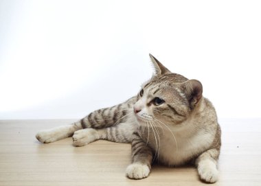 Gri tüylü kedi yalan beyaz zemin üzerine