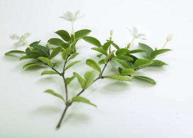 Beyaz arka plan üzerinde izole wrightia antidysenterica çiçek beyaz ve hoş kokulu çiçek