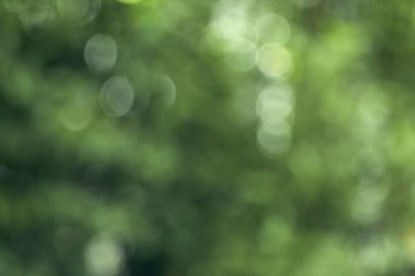 Çemberli yeşil bokeh arka plan. Yaz soyut teması