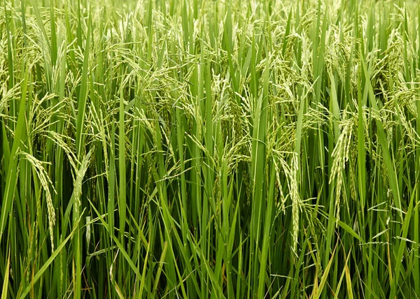 Campo de arroz jasmim — Fotografia de Stock