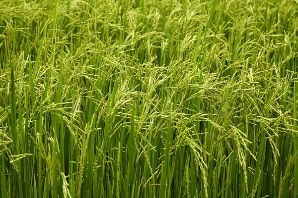 Jasmijn rijst veld — Stockfoto