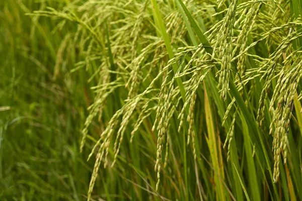 Campo de arroz jasmim — Fotografia de Stock