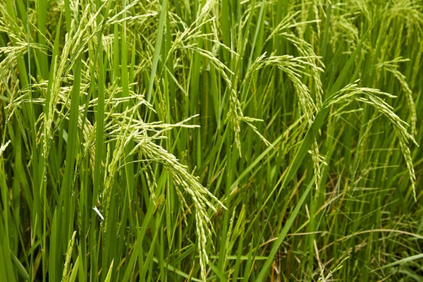 Jasmijn rijst veld — Stockfoto