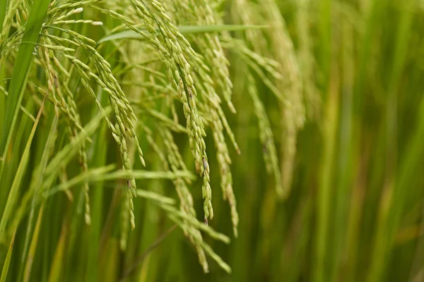 Riceplant yakın çekim