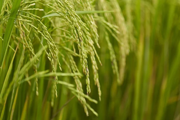Riceplant 的特写镜头 — 图库照片