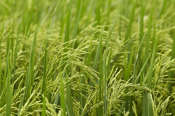 Close-up de riceplant — Fotografia de Stock