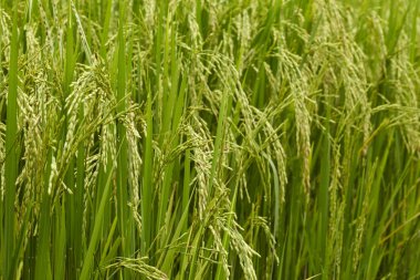 Yasemin pirinç alan