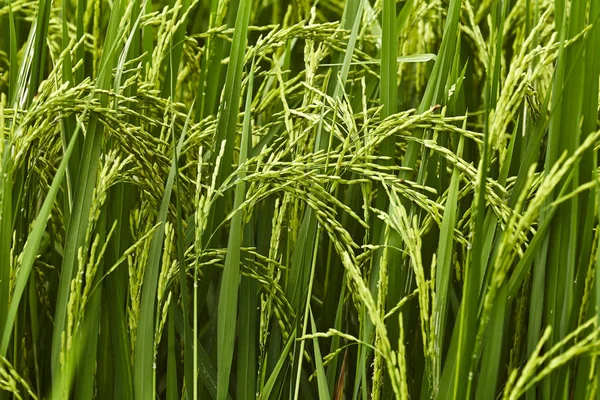 Nos campos de arroz — Fotografia de Stock