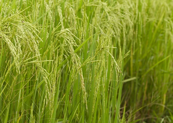 Riceplant 的特写镜头 — 图库照片