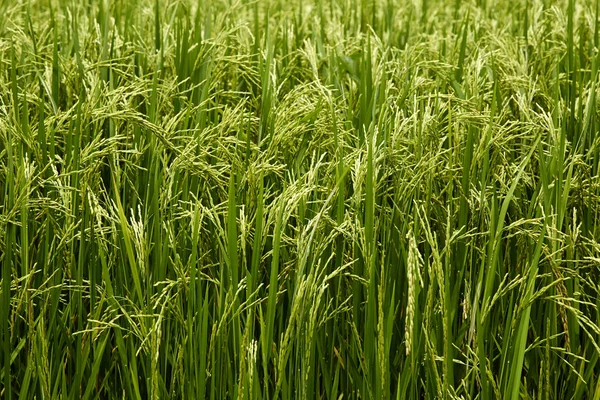 Campo de arroz jasmim — Fotografia de Stock