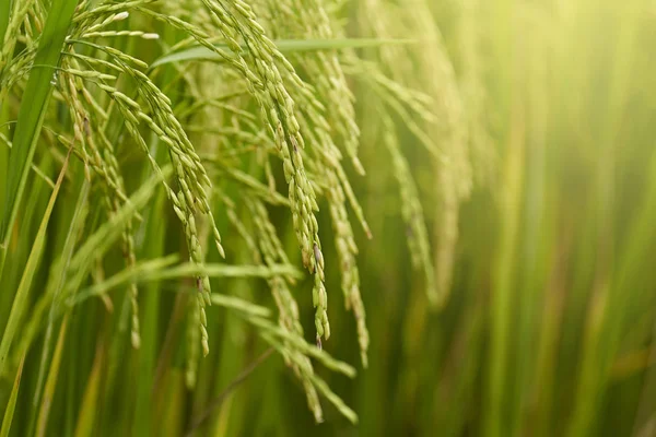 Riceplant yakın çekim