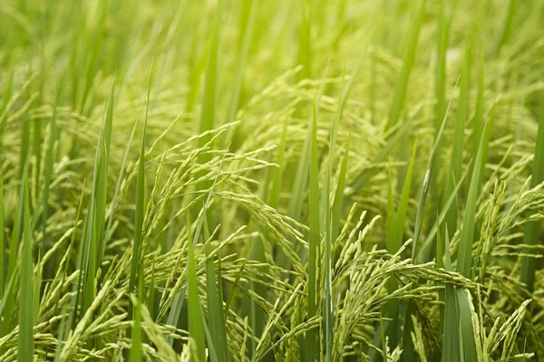 Riceplant 的特写镜头 — 图库照片