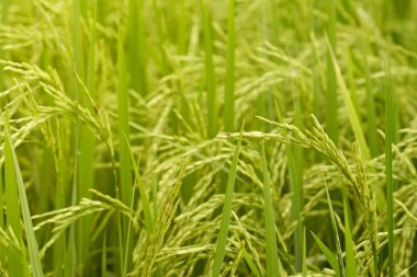 Riceplant yakın çekim