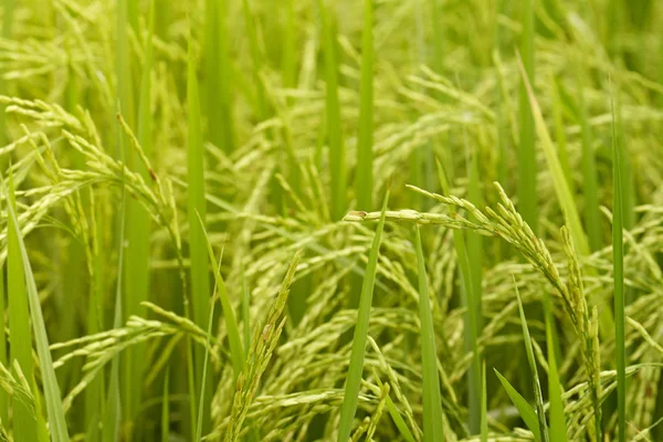 Close-up de riceplant — Fotografia de Stock