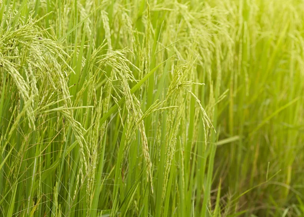 Close-up van riceplant — Stockfoto