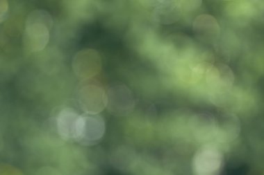 Yaz ormanın bokeh arka plan