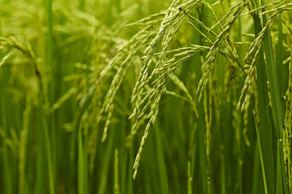 In de rijstvelden — Stockfoto