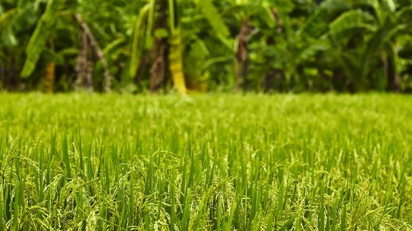 En los arrozales — Foto de Stock