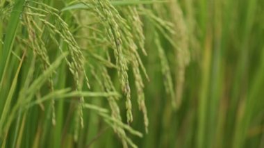 Yasemin pirinç alan