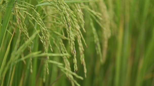 champ de riz jasmin 